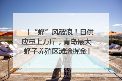 “蛏”风破浪！日供应量上万斤，青岛最大蛏子养殖区滩涂掘金