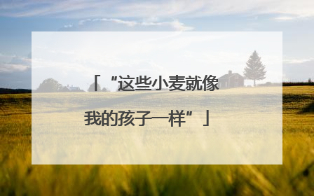 “这些小麦就像我的孩子一样”