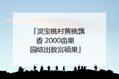 灵宝桃村黄桃飘香 2000亩果园结出致富硕果