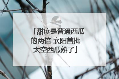 甜度是普通西瓜的两倍 襄阳首批太空西瓜熟了