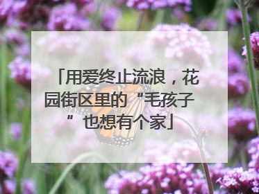 用爱终止流浪，花园街区里的“毛孩子”也想有个家