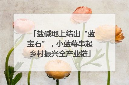 盐碱地上结出“蓝宝石”，小蓝莓串起乡村振兴全产业链