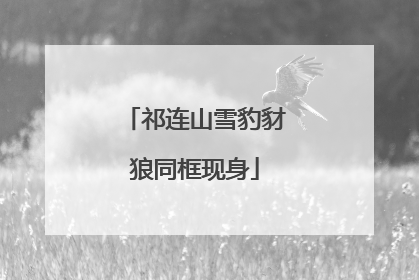 祁连山雪豹豺狼同框现身