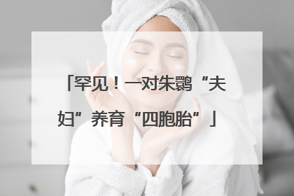 罕见！一对朱鹮“夫妇”养育“四胞胎”