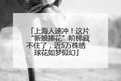 上海人速冲！这片“新娘捧花”阶梯藏不住了，近5万株绣球花如梦似幻