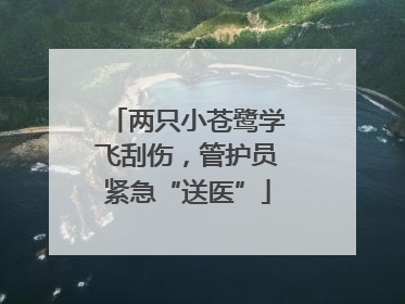 两只小苍鹭学飞刮伤，管护员紧急“送医”