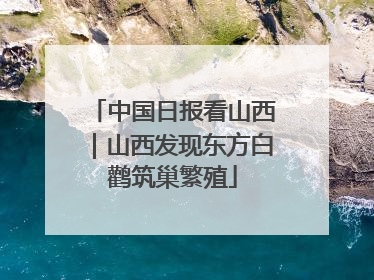 中国日报看山西｜山西发现东方白鹳筑巢繁殖