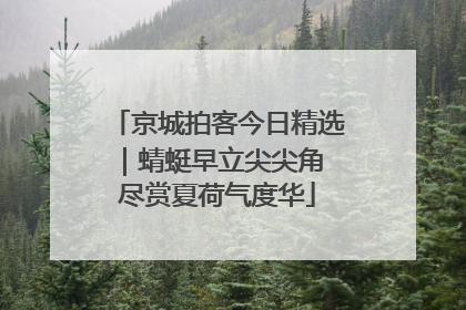 京城拍客今日精选｜蜻蜓早立尖尖角 尽赏夏荷气度华