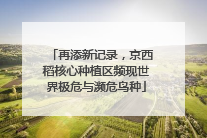 再添新记录，京西稻核心种植区频现世界极危与濒危鸟种