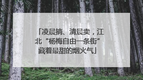 凌晨摘、清晨卖，江北“杨梅自由一条街”藏着最甜的烟火气