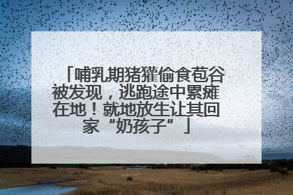 哺乳期猪獾偷食苞谷被发现，逃跑途中累瘫在地！就地放生让其回家“奶孩子”