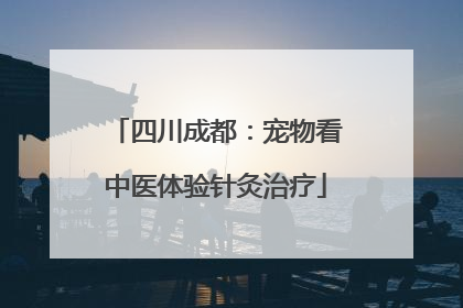 四川成都：宠物看中医体验针灸治疗
