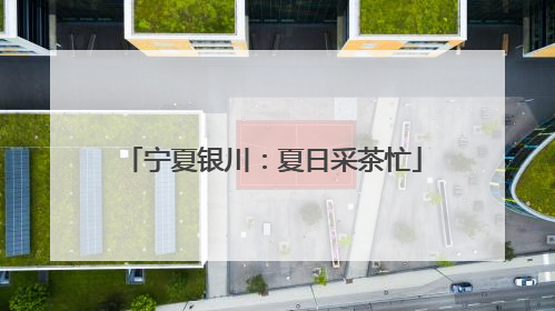 宁夏银川：夏日采茶忙