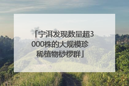 宁洱发现数量超3000株的大规模珍稀植物桫椤群