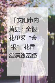 安阳市内黄县：金银花里采“金银” 花香溢满致富路