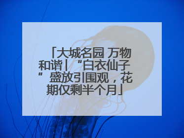 大城名园 万物和谐│“白衣仙子”盛放引围观，花期仅剩半个月