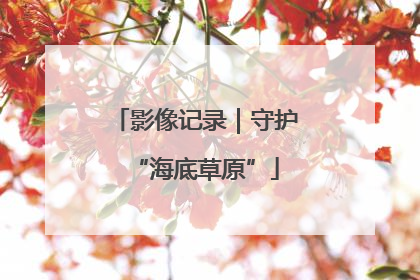 影像记录｜守护“海底草原”