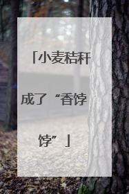 小麦秸秆成了“香饽饽”
