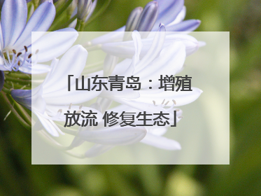 山东青岛：增殖放流 修复生态