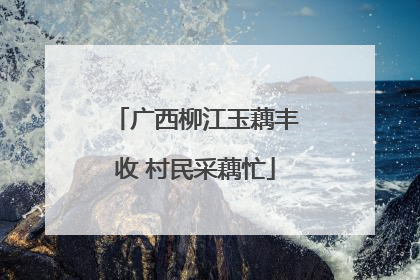 广西柳江玉藕丰收 村民采藕忙