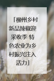 柳州乡村新品辣椒迎采收季 特色农业为乡村振兴注入活力