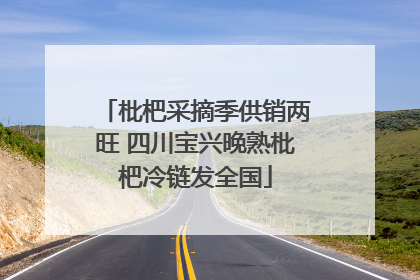 枇杷采摘季供销两旺 四川宝兴晚熟枇杷冷链发全国