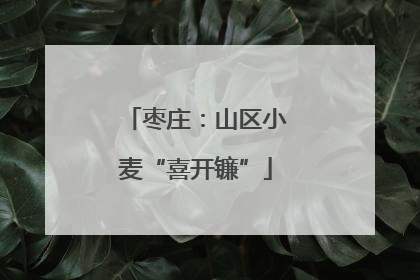 枣庄：山区小麦“喜开镰”
