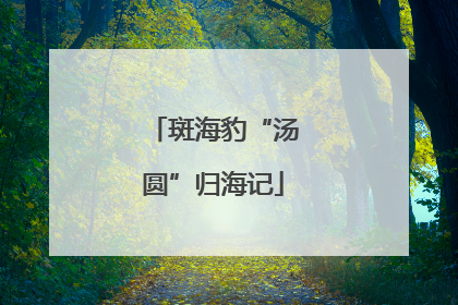 斑海豹“汤圆”归海记