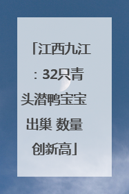 江西九江：32只青头潜鸭宝宝出巢 数量创新高