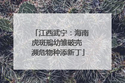 江西武宁：海南虎斑鳽幼雏破壳 濒危物种添新丁