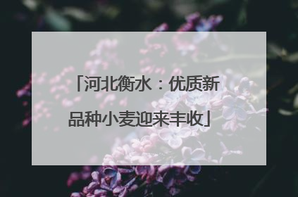 河北衡水：优质新品种小麦迎来丰收
