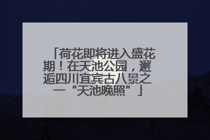 荷花即将进入盛花期！在天池公园，邂逅四川宜宾古八景之一“天池晚照”