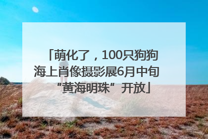 萌化了，100只狗狗海上肖像摄影展6月中旬“黄海明珠”开放