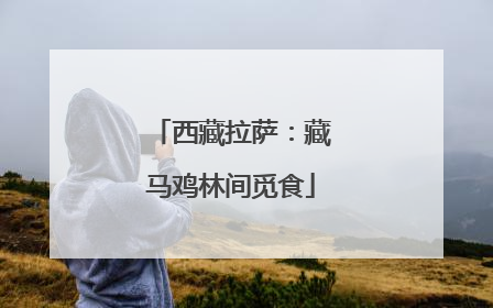 西藏拉萨：藏马鸡林间觅食