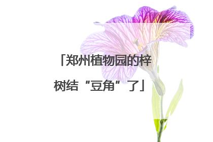 郑州植物园的梓树结“豆角”了