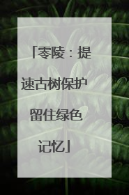 零陵：提速古树保护 留住绿色记忆