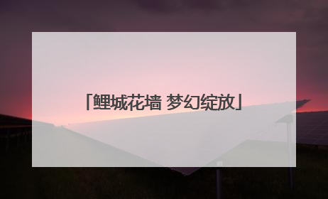 鲤城花墙 梦幻绽放