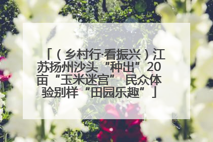 （乡村行·看振兴）江苏扬州沙头“种出”20亩“玉米迷宫” 民众体验别样“田园乐趣”